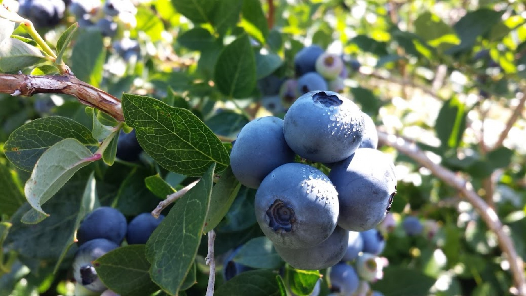 gallery/assets-berries1